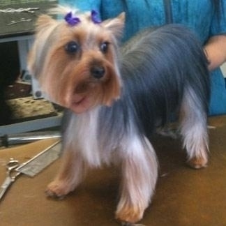 Taglio e stiratura del pelo
