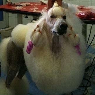 Toelettatura cane da concorso