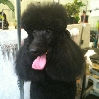 Elaborate pettinature per cani