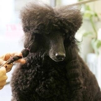  Toelettatura del cane con la sistemazione del pelo in trecce