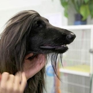 Trattamento del pelo